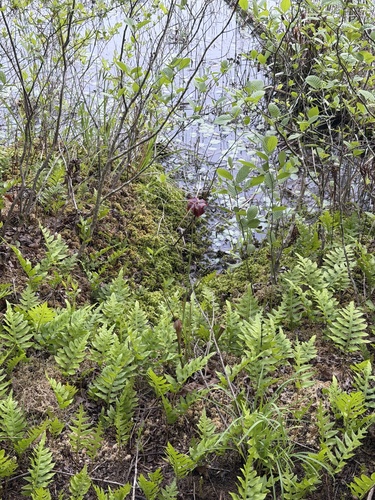 Jones' pitcherplant (Sarracenia jonesii)