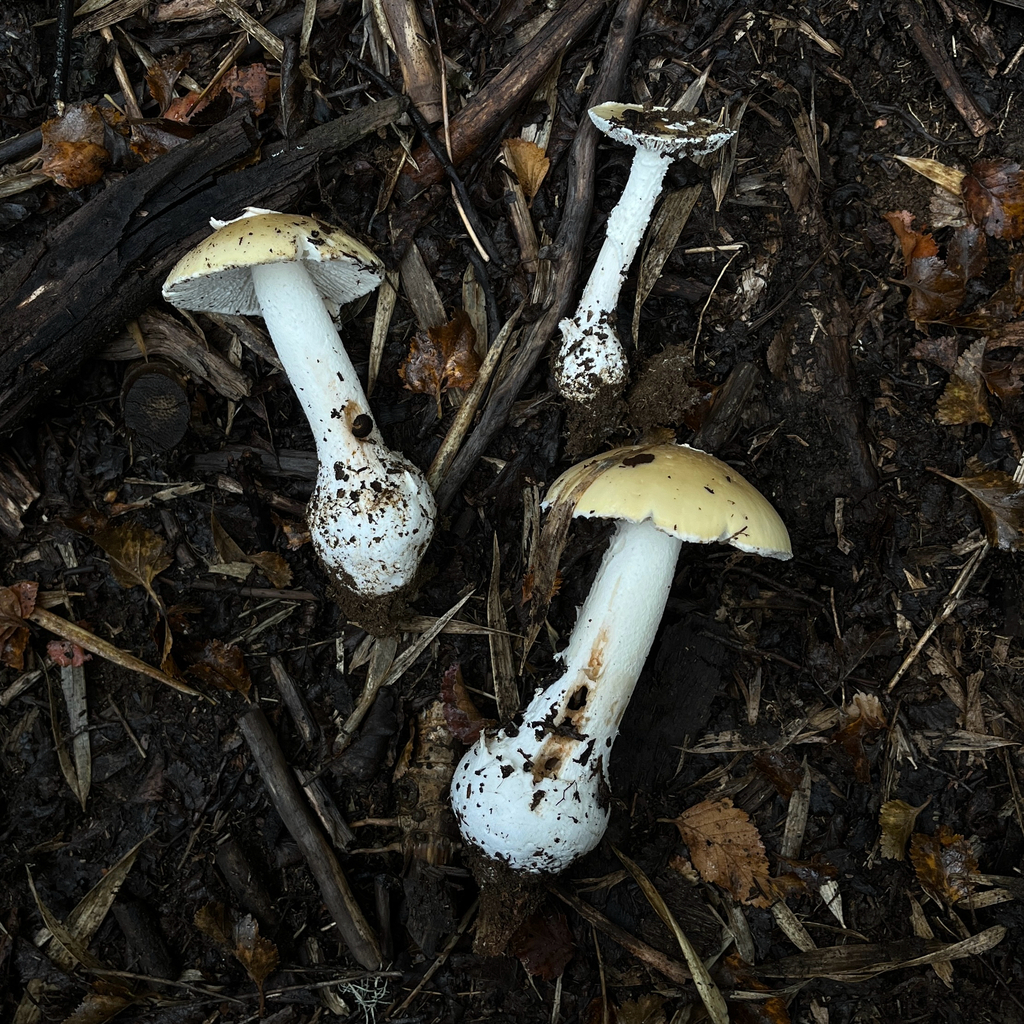 Amanita diemii · April 2026 · photo: © cristianriquelme (iNaturalist, cc-by)