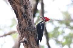 Dryocopus lineatus