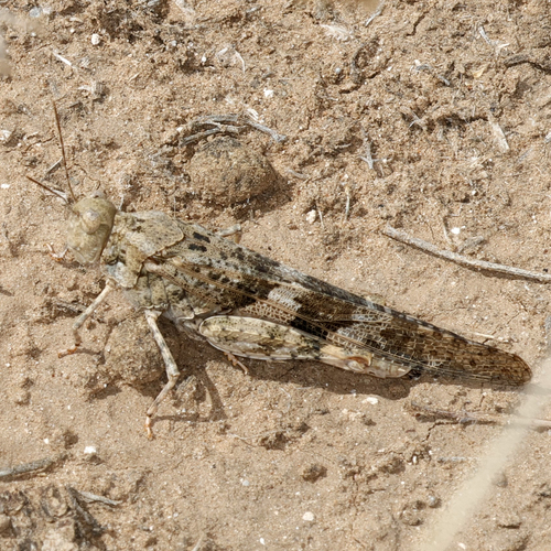 Pallid-winged Grasshopper photo 5