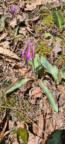 Asian fawnlily