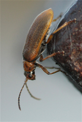 Galerucella grisescens