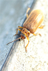 Galerucella grisescens