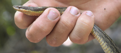 Alsophis rufiventris