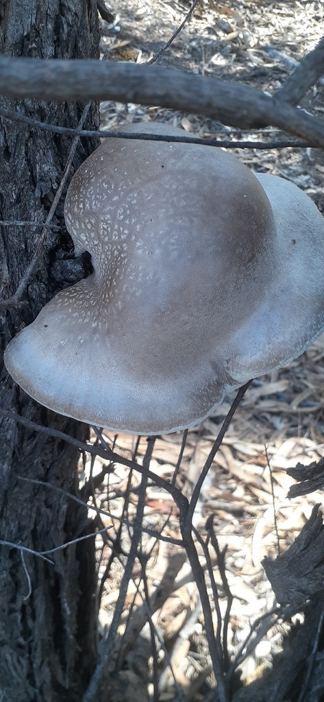 Laetiporus portentosus · April 2026 · photo: © post-office-hill-reserve (iNaturalist, cc-by)
