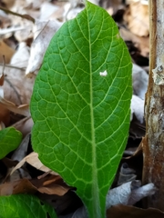 Atropa belladonna