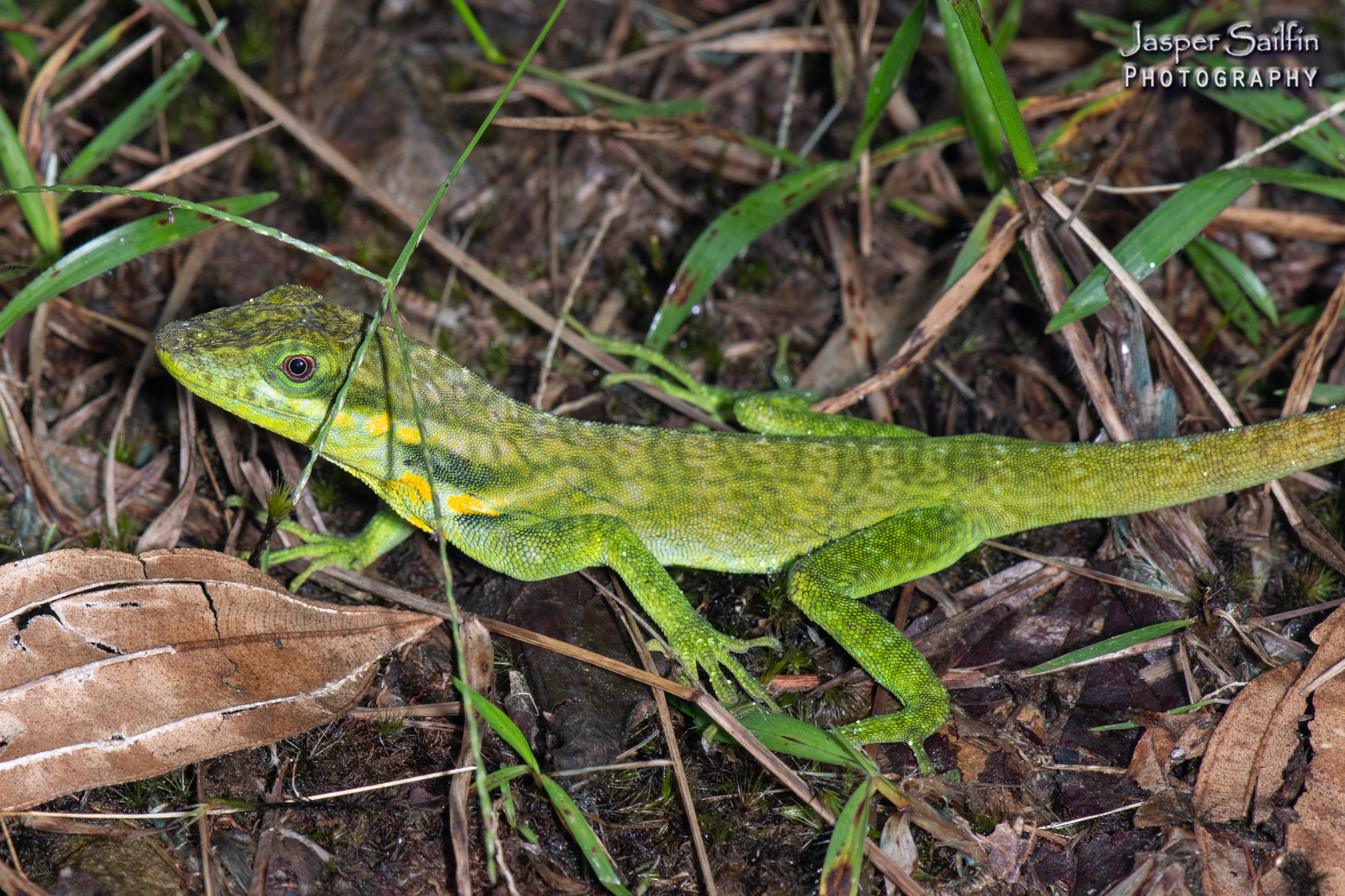 Urrao Anole photo 7