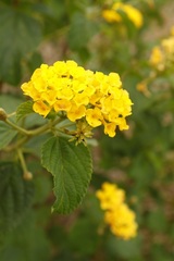 Lantana × hybrida