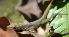 Anolis sabanus