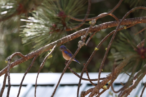 iNaturalist observation photo of Western Bluebird