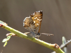 Sertania guttata