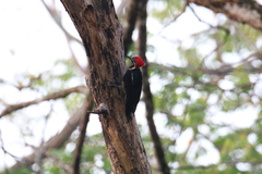 Dryocopus lineatus