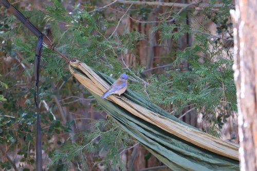 iNaturalist observation photo of Western Bluebird
