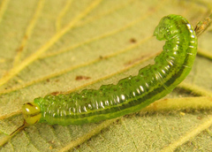 Euura glutinosae