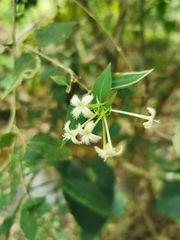 Bouvardia lottiae