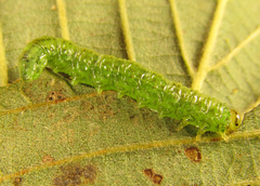 Euura glutinosae