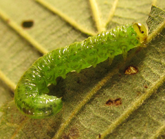 Euura glutinosae