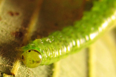 Euura glutinosae