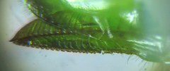 Euura glutinosae