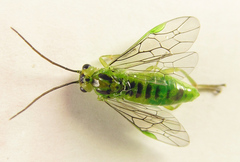 Euura glutinosae