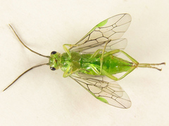 Euura glutinosae