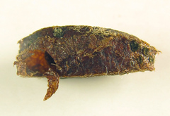 Euura glutinosae