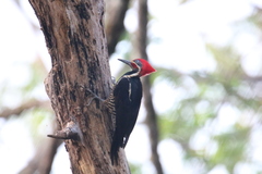 Dryocopus lineatus