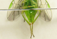 Euura glutinosae