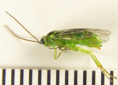 Euura glutinosae