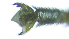 Euura glutinosae