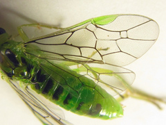 Euura glutinosae