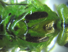 Euura glutinosae