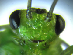 Euura glutinosae