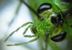 Euura glutinosae