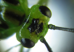 Euura glutinosae