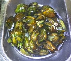 Alasmidonta marginata