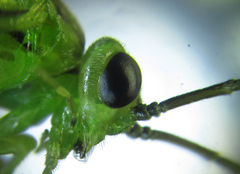 Euura glutinosae