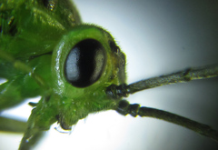 Euura glutinosae