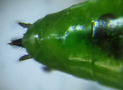 Euura glutinosae