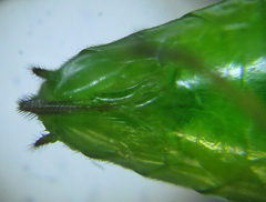 Euura glutinosae