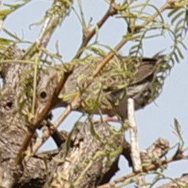 Cassin's Sparrow (Peucaea cassinii), photo 7