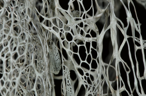 lace lichen
