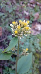 Schistocarpha eupatorioides