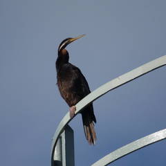 Anhinga novaehollandiae