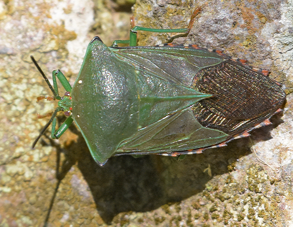 Piezosternum subulatum