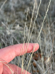 Muhlenbergia cuspidata, photograph author not stated, no rights reserved