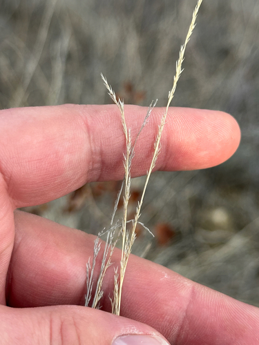 Muhlenbergia cuspidata, photograph 6
