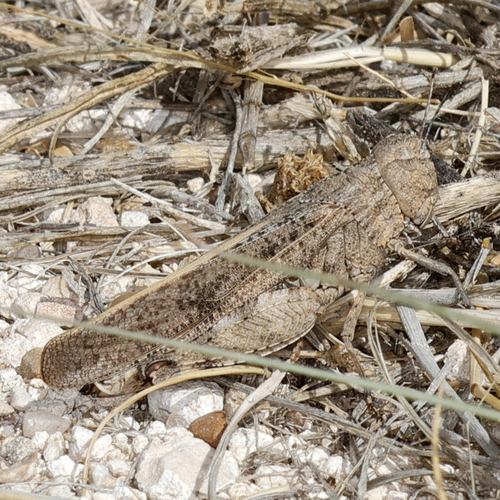 Speckle-winged Rangeland Grasshopper photo 4
