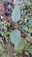 Schistocarpha eupatorioides