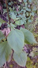 Schistocarpha eupatorioides